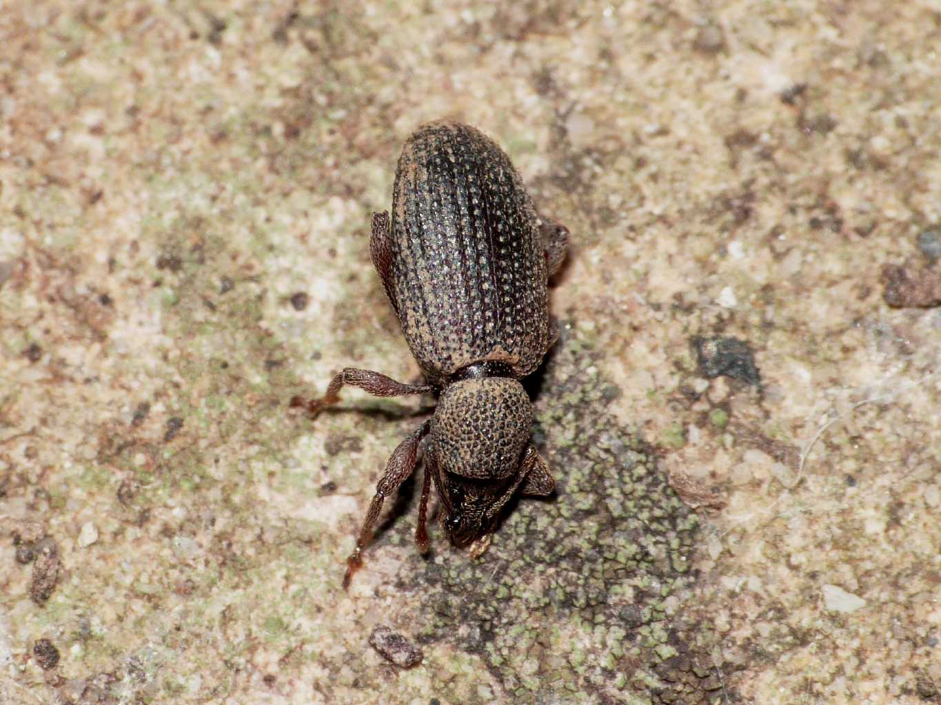 Piccolo Curculionidae sotto pietra- Otiorhynchus cf. affaber